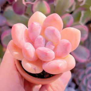 多肉植物 ベビースイート 新入荷 るる農園の詳細画像5
