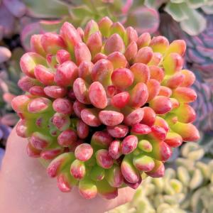 多肉植物 トミーキャット 8頭 新入荷 るる農園の商品画像