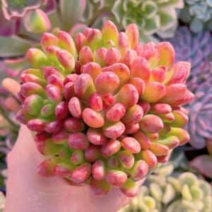 多肉植物 トミーキャット 8頭 新入荷 るる農園の詳細画像1
