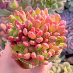 多肉植物 トミーキャット 8頭 新入荷 るる農園の詳細画像2