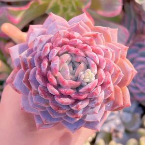多肉植物 アメイジンググレースsp 新入荷 るる農園の商品画像