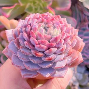 多肉植物 アメイジンググレースsp 新入荷 るる農園の詳細画像2