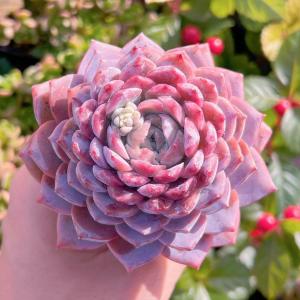 多肉植物 アメイジンググレースsp 新入荷 るる農園の詳細画像3
