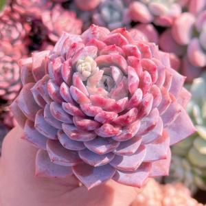 多肉植物 アメイジンググレースsp 新入荷 るる農園の詳細画像4
