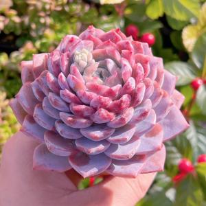 多肉植物 アメイジンググレースsp 新入荷 るる農園の詳細画像5