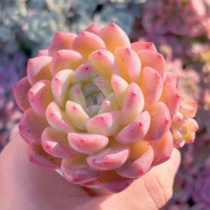 多肉植物 キュッティ 新入荷 るる農園の商品画像