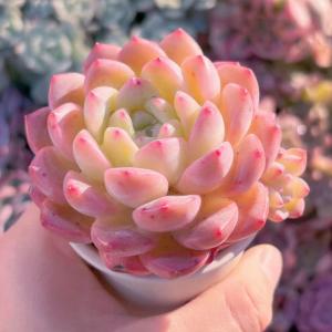 多肉植物 キュッティ 新入荷 るる農園の詳細画像1