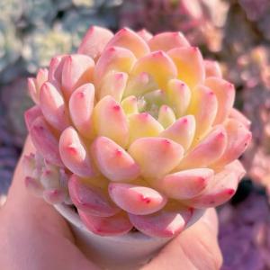多肉植物 キュッティ 新入荷 るる農園の詳細画像2