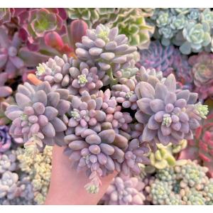 多肉植物 エクスパトリマータxクレムネリア 大群...の商品画像