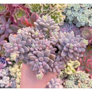 多肉植物 エクスパトリマータxクレムネリア 大...の詳細画像1