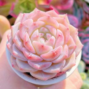 多肉植物 粉魄 新入荷 るる農園の詳細画像1