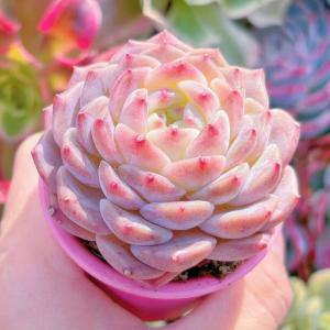 多肉植物 粉魄 新入荷 るる農園の詳細画像4