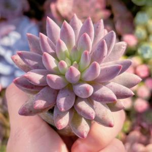 多肉植物 金魚姫 新入荷 るる農園の詳細画像1
