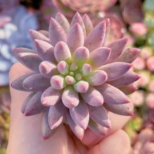 多肉植物 金魚姫 新入荷 るる農園の詳細画像2