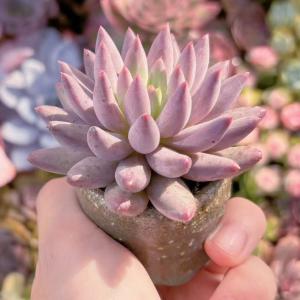 多肉植物 金魚姫 新入荷 るる農園の詳細画像3