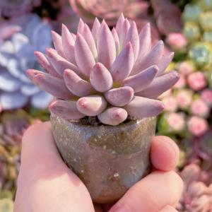 多肉植物 金魚姫 新入荷 るる農園の詳細画像4