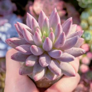 多肉植物 金魚姫 新入荷 るる農園の詳細画像5