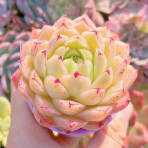 多肉植物 楓の葉 新入荷 るる農園の詳細画像1