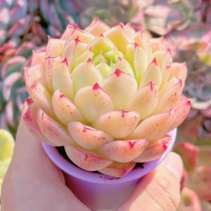 多肉植物 楓の葉 新入荷 るる農園の詳細画像2