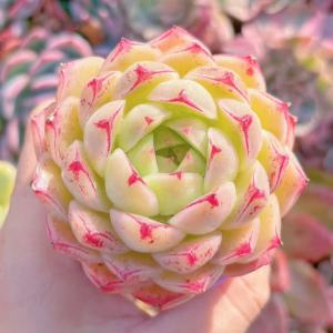 多肉植物 楓の葉 新入荷 るる農園の詳細画像3