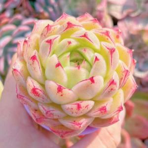 多肉植物 楓の葉 新入荷 るる農園の詳細画像4