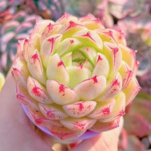 多肉植物 楓の葉 新入荷 るる農園の詳細画像5