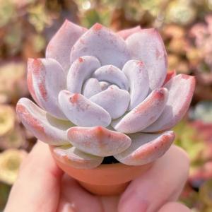 多肉植物 ミルクティー 新入荷 るる農園の詳細画像2