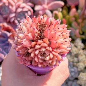多肉植物 ピンクザラゴーサ 群生 新入荷 るる農園の詳細画像1