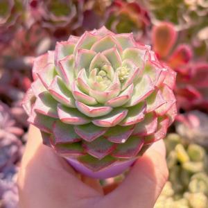 多肉植物 春荷 新入荷 るる農園の詳細画像1
