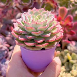 多肉植物 春荷 新入荷 るる農園の詳細画像2