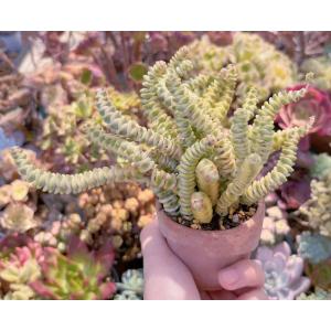 多肉植物 ファンタジー錦(15頭) 新入荷 るる農園の詳細画像2