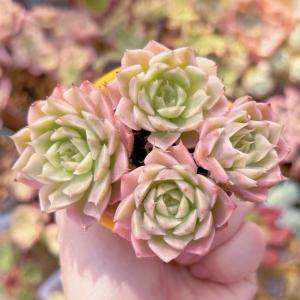 おまとめ中！39SALE！多肉植物^o^  ラブリーローズ おまとめ中！39SALE！多肉植物^o^ ラブリーローズ