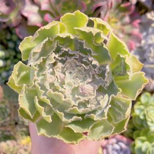 新入荷 超レア 多肉植物 ブラックチェリー るる農園 10センチ鉢