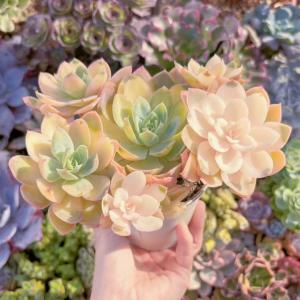 多肉植物 シルクベール錦 大群生 新入荷 るる農園の詳細画像2