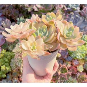 多肉植物 シルクベール錦 大群生 新入荷 るる農園の詳細画像3