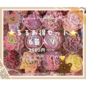 ~るるお得セット~6苗入り