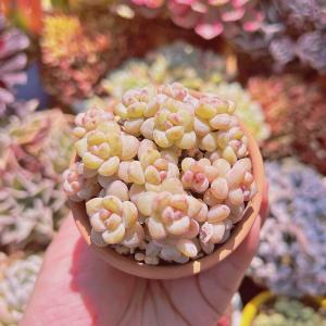 多肉植物　新品種　ラブリーネックレス　８頭以上　るる農園