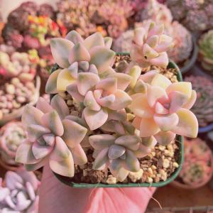 多肉植物　杏子美人錦　群生　4〜6頭 　るる農園　