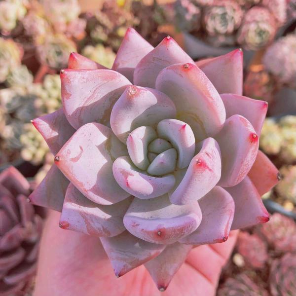 多肉植物　メキシカンジャイアント　るる農園　