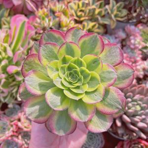 多肉植物 Aeonium ブラックチェリー 新入荷 るる農園 : るる農園