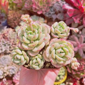 多肉植物 バニラビス 4〜6頭 大群生 るる農園の商品画像