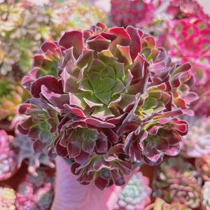多肉植物 Aeonium ブラックチェリー 新入荷 るる農園 : るる農園