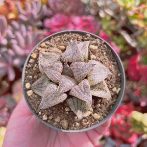 多肉植物 Haworthia 宝草錦 るる農園 : るる農園 - 通販 - Yahoo