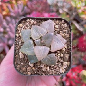 多肉植物 ピンクチップス 3〜4頭 大群生 るる農園 : るる農園