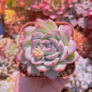 多肉植物 メキシコポルデンシスxモンロー 大苗 ...の商品画像
