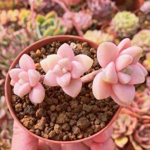 多肉植物 ドリームアニー 大群生 新入荷 るる農園 : るる農園 - 通販