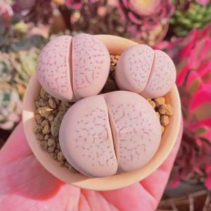 多肉植物 little fox 特大群生 るる農園 : るる農園 - 通販