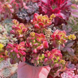 多肉植物 エケベリア スモールランタン 4〜6頭...の商品画像