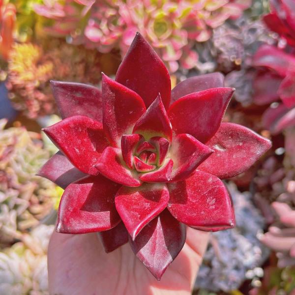 多肉植物　ロメオルビン 　大苗　るる農園　