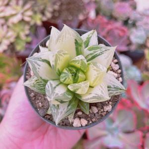 多肉植物：ハオルチア コンプトニアナ錦*幅7.5cm 現品！一品限り